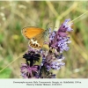 coenonympha arcania georgia male 1